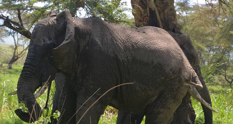 Elefant, teilweise von einem Baum in einem grasbewachsenen Bereich verdeckt.