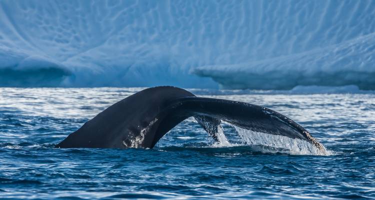 Gros plan d'une queue de baleine dans des eaux glaciales avec un iceberg en arrière-plan.