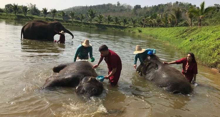 Les visiteurs baignent et brossent les éléphants dans une rivière peu profonde bordée de palmiers.
