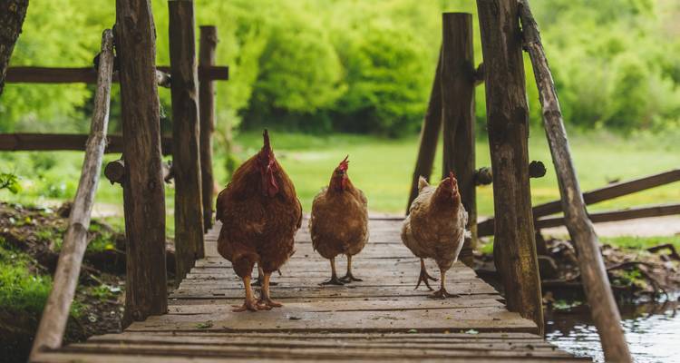 Tres gallinas caminando sobre un puente de madera con follaje verde en el fondo.