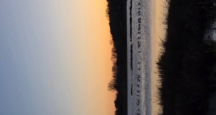 Flamencos en un lago al atardecer con siluetas de árboles y colinas.