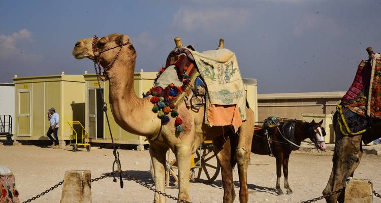 Kamel mit bunten Verzierungen steht in einer Wüste mit Menschen in der Nähe.