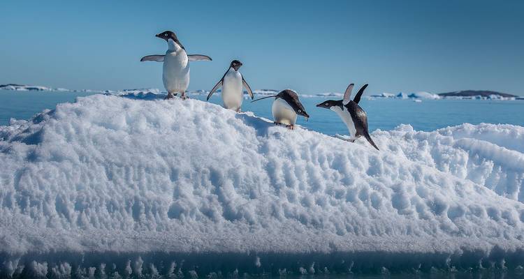 Quatre manchots Adélie se tiennent debout et sautent sur une crête enneigée au-dessus des eaux glacées et calmes de l'Antarctique sous un ciel dégagé.