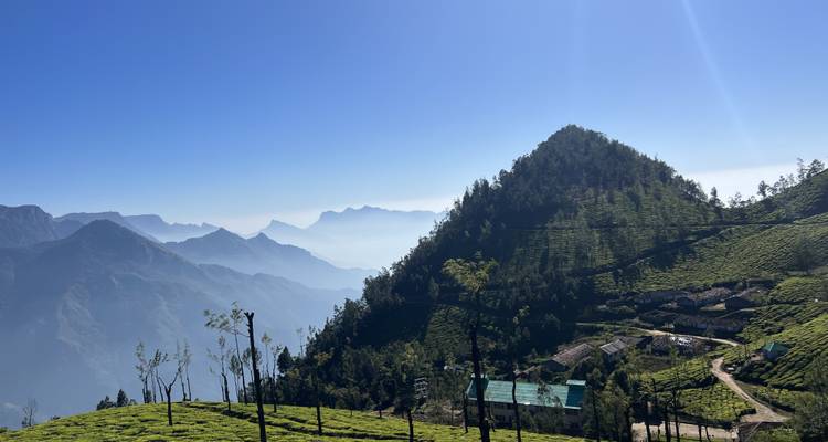 Tea plantations against a mountainous backdrop under a clear blue sky.