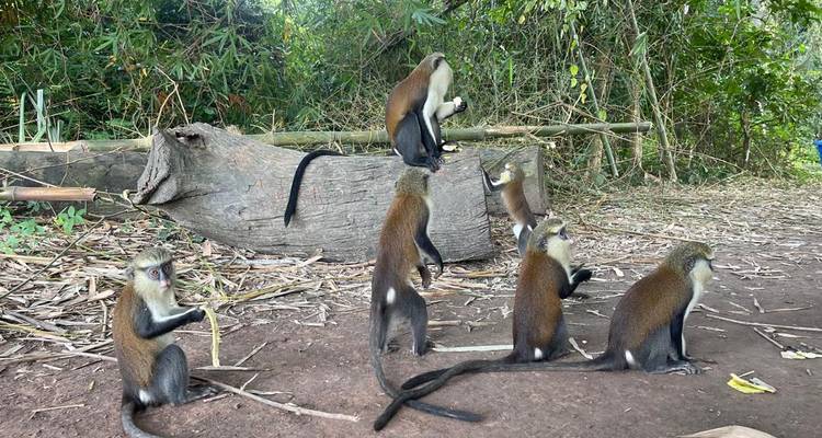 Mehrere Affen auf dem Boden und in Ästen in einem bewaldeten Gebiet.