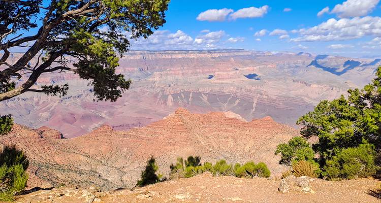 Vue panoramique du Grand Canyon avec falaises stratifiées et arbre au premier plan sous un ciel bleu éclatant