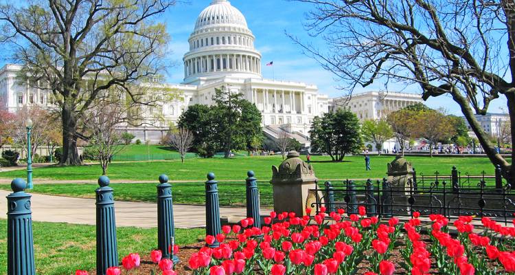 Felrode tulpenbedden op de voorgrond met het US Capitool erachter dat uittorent op een zonnige lentedag.