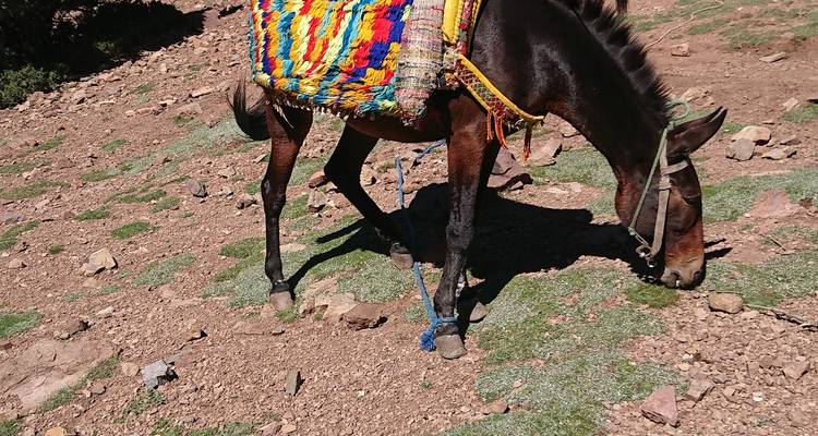 Burro pastando con montura colorida en un terreno rocoso.
