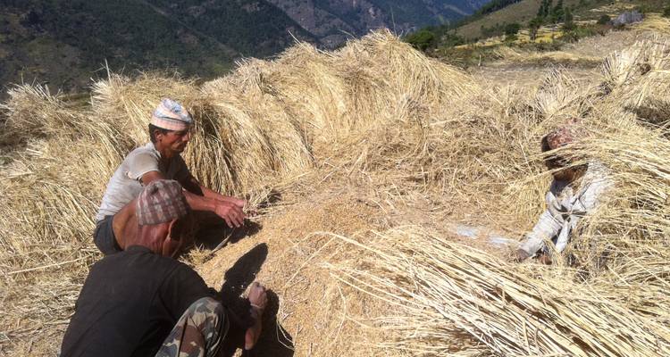 Des personnes travaillant dans un champ avec des cultures à récolter.