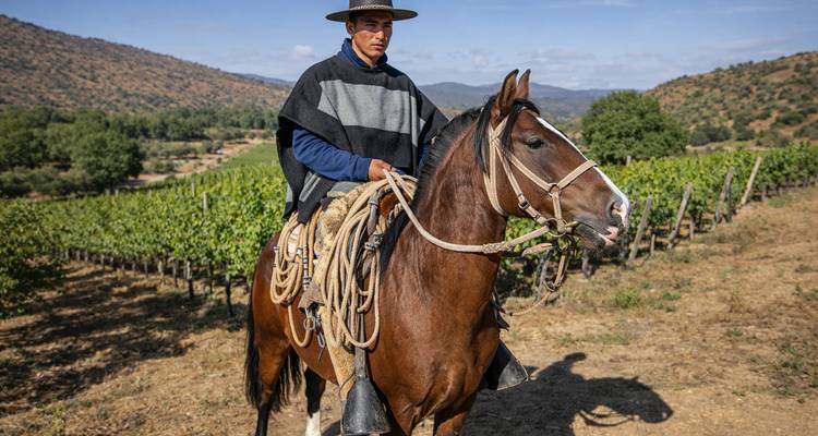 Persona a caballo en un paisaje de viñedo.