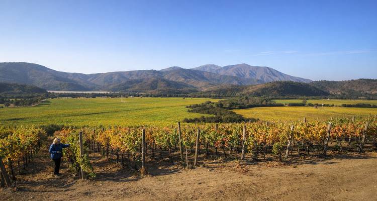 Persona caminando por un viñedo con montañas al fondo.