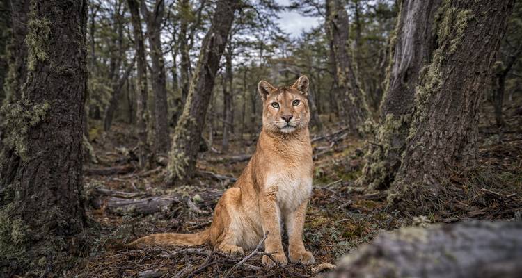 Un puma sentado en una zona boscosa con árboles y musgo, capturando una escena atmosférica y natural.