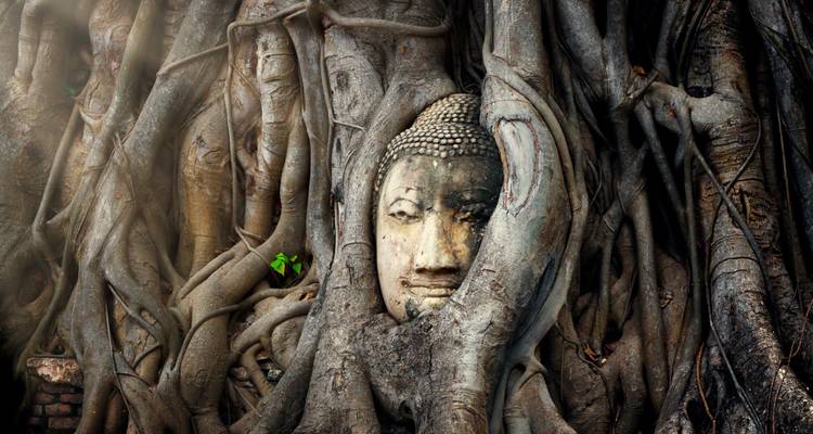Boeddhahoofdfigurine omstrengeld in de wortels van een boom.