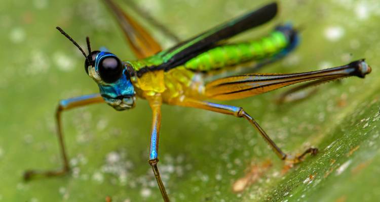 Saltamontes de colores brillantes sobre una hoja verde.
