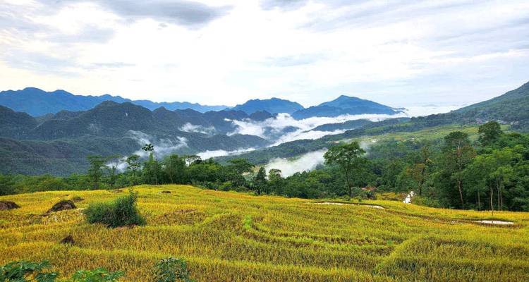 Terrasvormige rijstvelden met bergen en mist op de achtergrond.