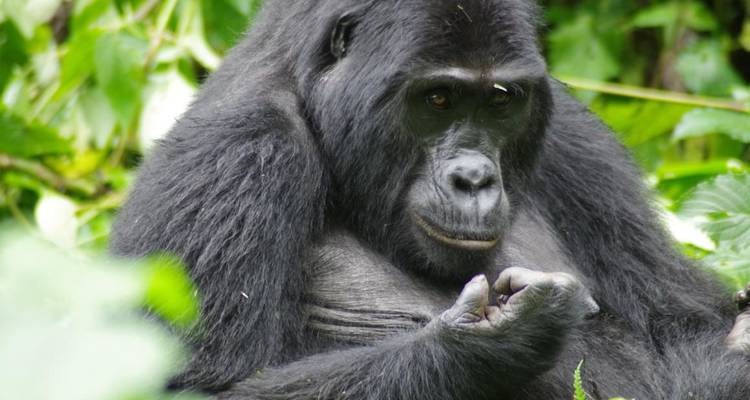 Primer plano de un gorila sentado entre la vegetación.