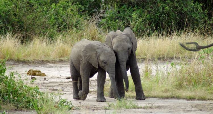Dos elefantes jóvenes caminando por un sendero de tierra.