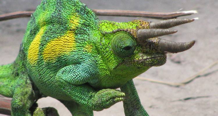 Camaleón cornudo sentado en una rama.