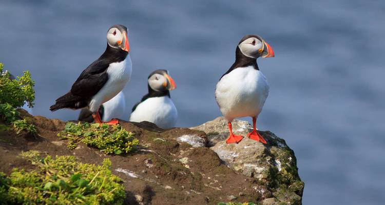 Puffins on a rocky cliffside with ocean backdrop.