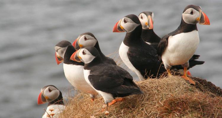 A group of puffins on grassy terrain by the water.