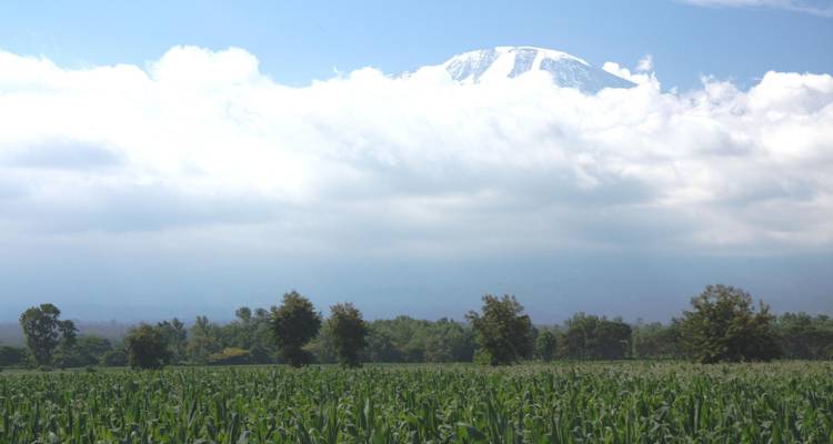 Groene gewasveliden met verspreide bomen onder een wolkenlaag die de met sneeuw bedekte Mount Kilimanjaro gedeeltelijk verbergt.