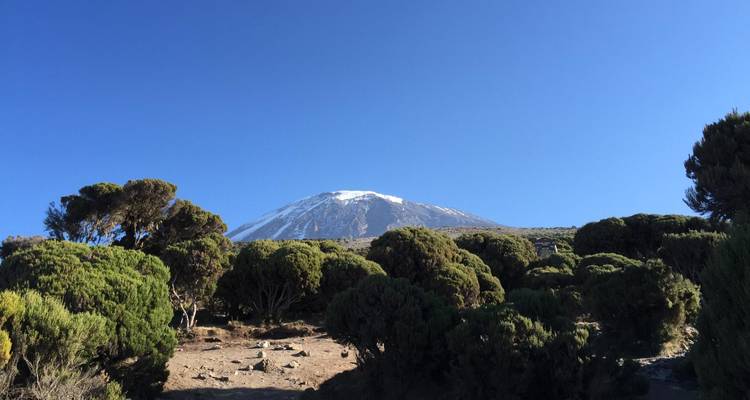 De met sneeuw bedekte Mount Kilimanjaro rijst op boven groene struiken onder een heldere diepblauwe hemel.