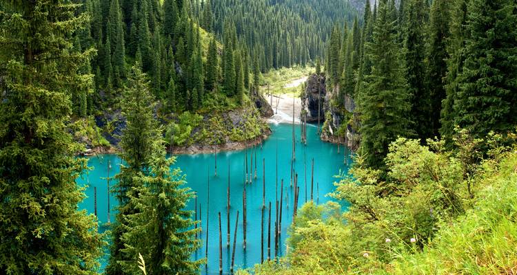 Lac turquoise Kaindy entouré d'une dense forêt de pins avec des troncs d'arbres submergés qui dépassent de l'eau.