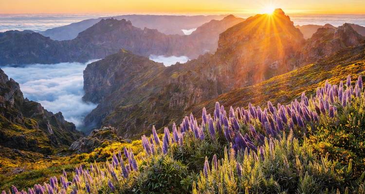 Des fleurs violettes d'orgueil de Madère recouvrent la pente de la montagne tandis que le soleil se lève au-dessus des pics du Pico do Arieiro qui émergent des nuages.