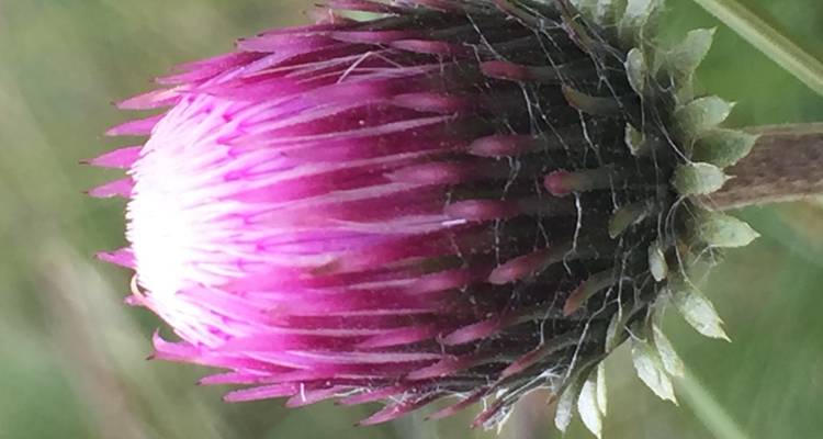 Primer plano de una flor de cardo.