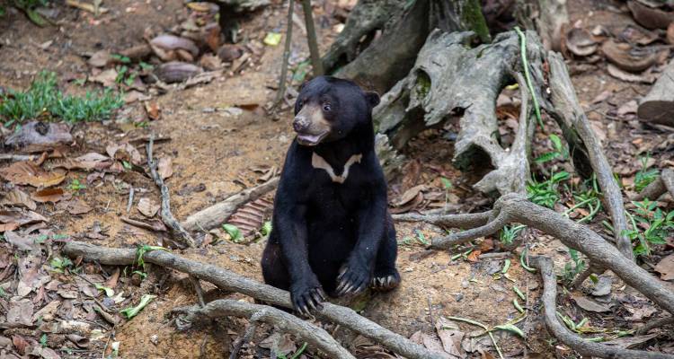Un jeune ours solaire est assis parmi les racines et les feuilles tombées dans un enclos de sanctuaire forestier.