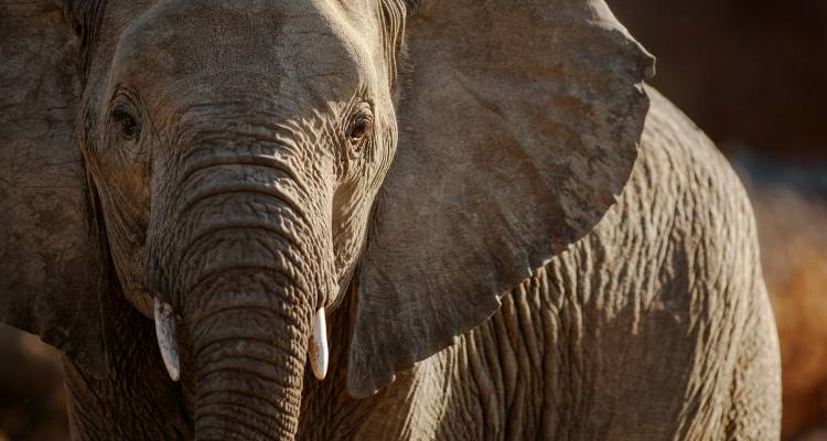 Close-up image of an elephant with detailed texture on its skin.