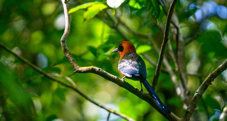 Vogel zittend op een boomtak in het regenwoud.