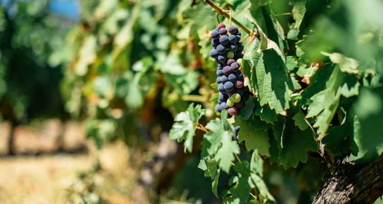 Grappe de raisins en maturation suspendus aux vignes luxuriantes du vignoble.