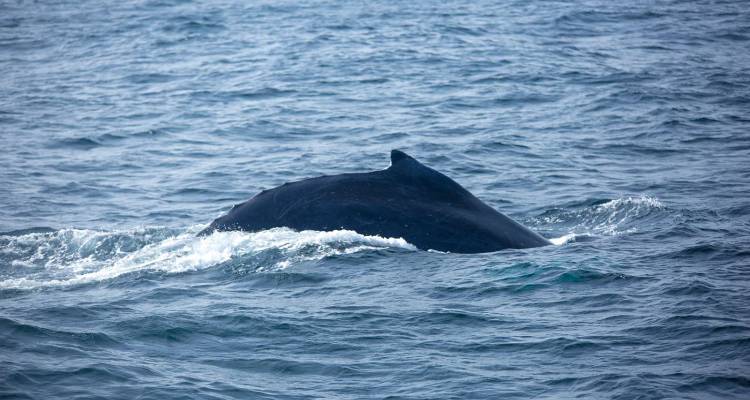 Dos d'une baleine qui fait surface et qui traverse des eaux océaniques agitées.