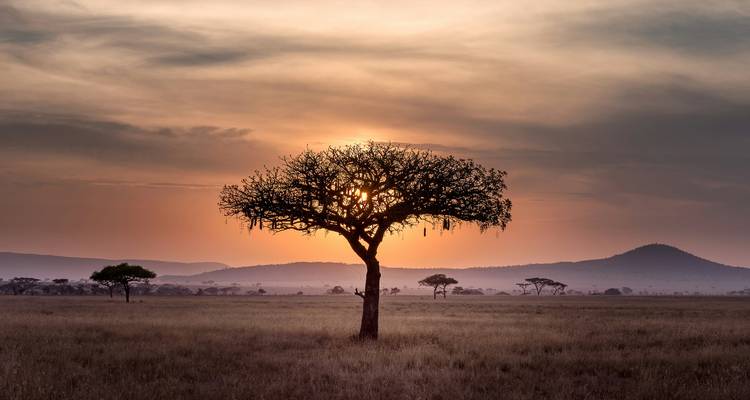 A silhouetted acacia tree with a stunning sunrise over the Serengeti plains.