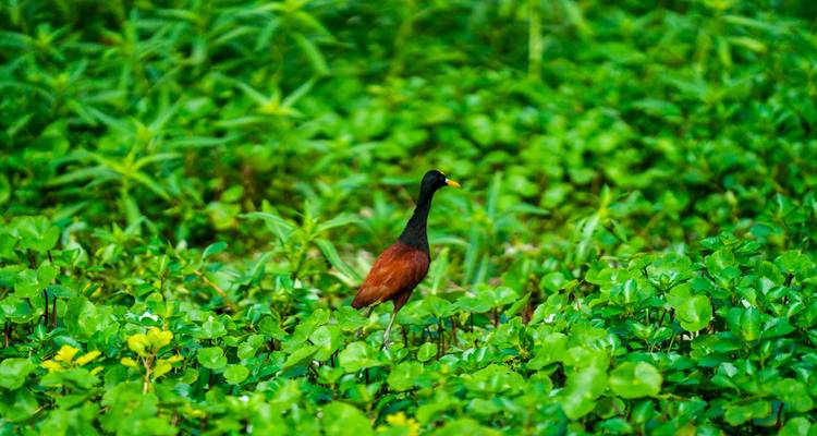 Een kleine vogel met levendige veren die staat te midden van weelderig groen in een natuurlijke omgeving.