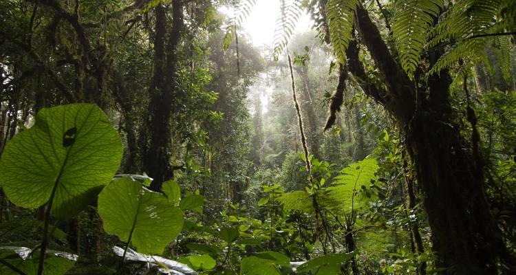 Forêt tropicale luxuriante et remplie de brume avec des fougères imposantes et la lumière du soleil qui filtre vers le bas.