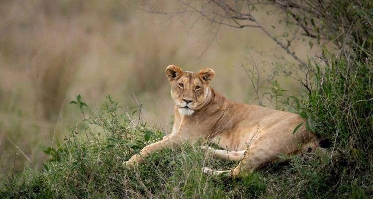 Une lionne se reposant dans une prairie, regardant vers l'appareil photo.