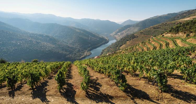 Wijngaarden die cascaderen over steile hellingen in de Douro-vallei met een rivier.