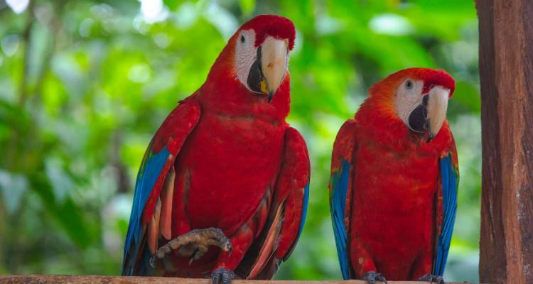 Pareja de guacamayas escarlata de colores brillantes encaramadas en un pasamanos de madera contra el exuberante follaje de la selva verde.
