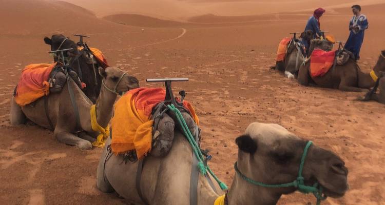 Camellos con jinetes descansando en dunas de arena en el desierto.