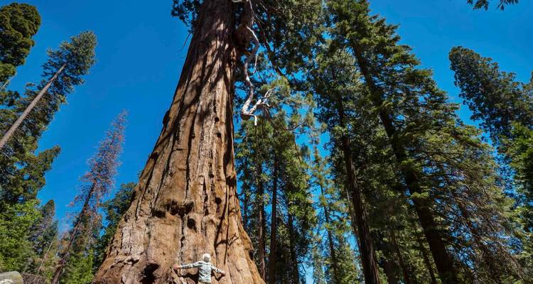 Una persona escalando un árbol Secuoya gigante en un bosque.