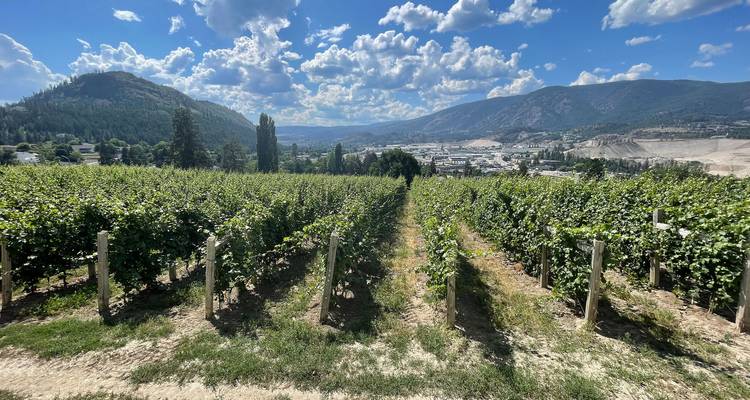 Des rangées de vignes s'étendant vers des collines lointaines sous un ciel parsemé de nuages cotonneux à Kelowna