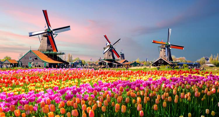 Vasto campo vibrante de tulipanes con molinos de viento holandeses clásicos bajo un cielo de amanecer colorido.