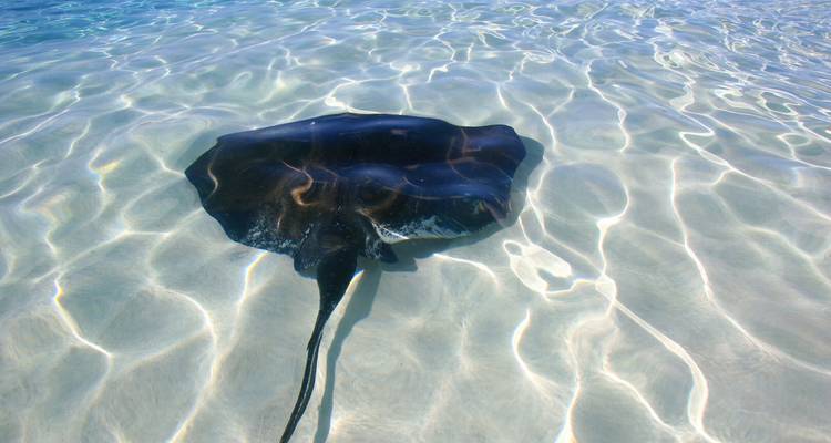 Raie pastenague nageant dans une eau cristalline.
