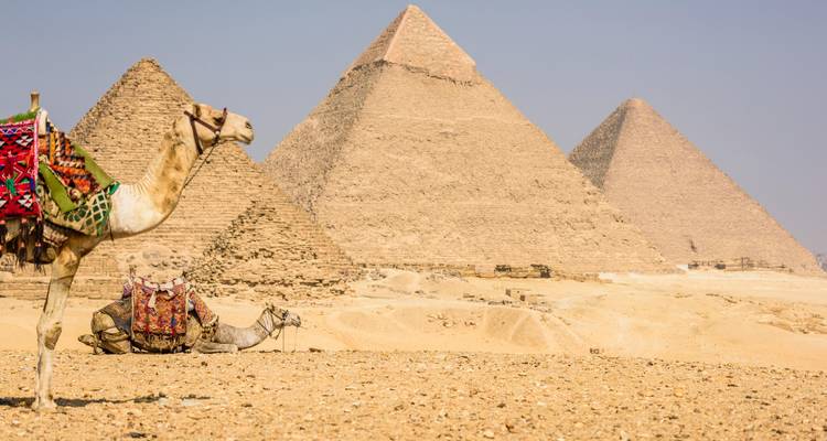 Camellos descansando cerca de las Grandes Pirámides de Giza.