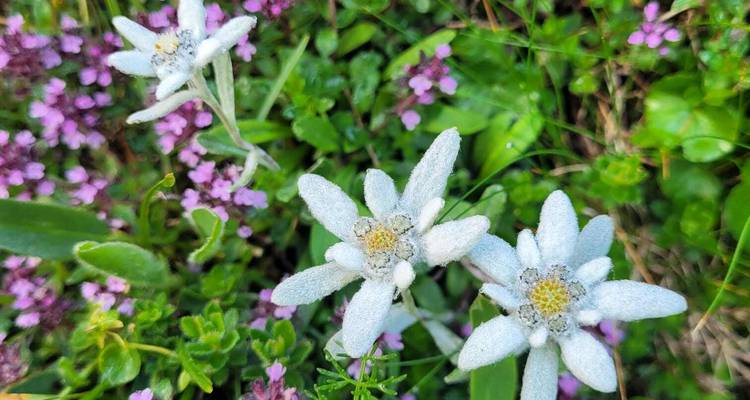 Close-up van delicate edelweiss bloemen omringd door alpengroen