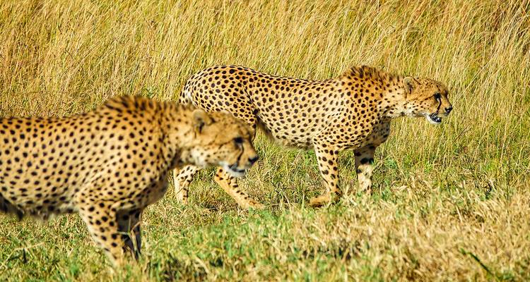Zwei Geparden, die bei hellem Sonnenlicht durch hohes Gras laufen.