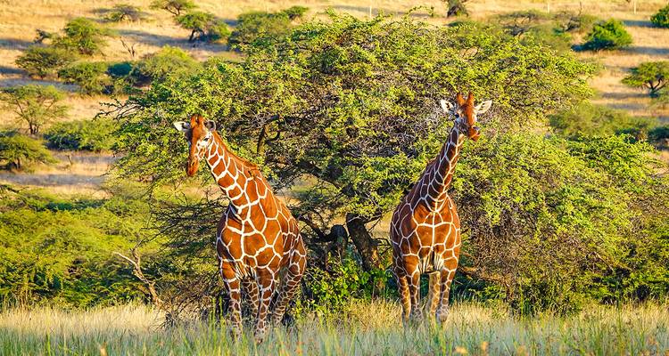 Zwei Giraffen stehen in der Nähe eines Baumes mit einer Savannenschulisse im Hintergrund.