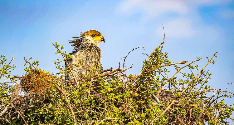 Ein Vogel sitzt auf einem Nest zwischen Ästen vor einem klaren Himmelhintergrund.